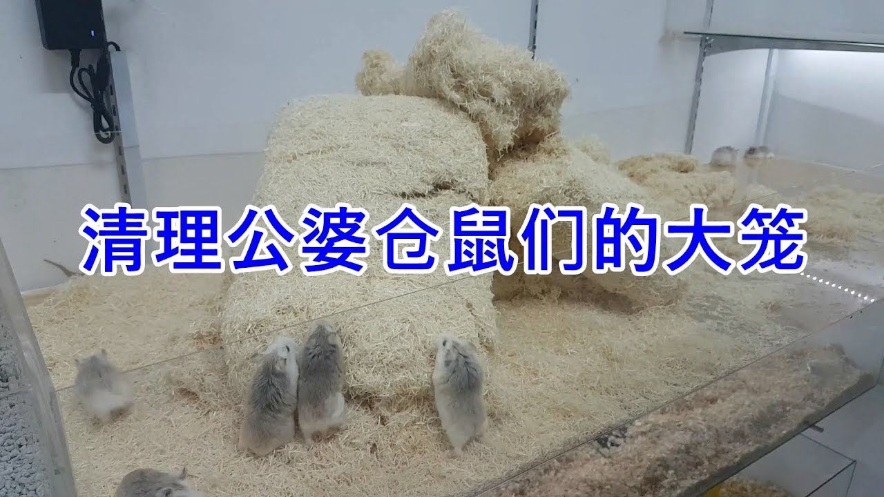 清理公婆类仓鼠们的大笼子， 顺便为以前的相关视频做回复...roborovski hamster