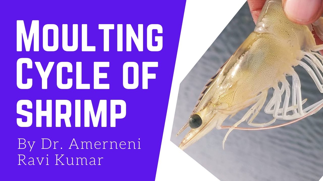 Moulting in Shrimp (Telugu)