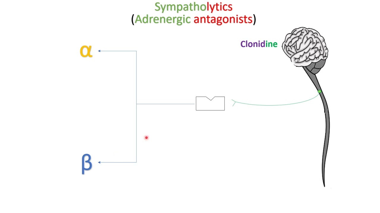 Introduction into sympatholytic drugs - in Arabic