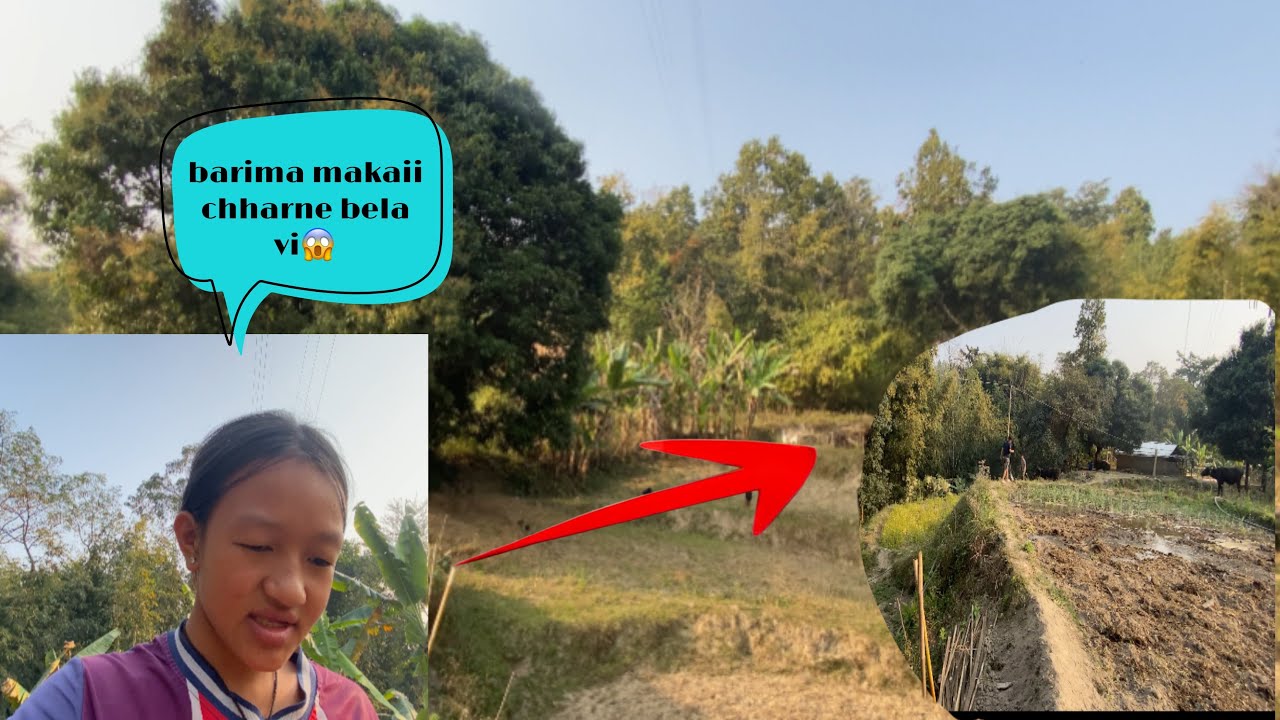 AB CHAI SATHI HARU 😱MAKAI CHHARNE SIJAN AAYO🤔  ANI BARIMA KAM GARDA YESTO 😱😱