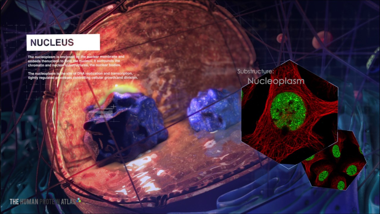 The Human Cell