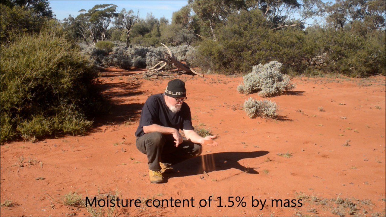 A brief look at an Australian inland burrowing scorpion- Urodacus yaschenkoi