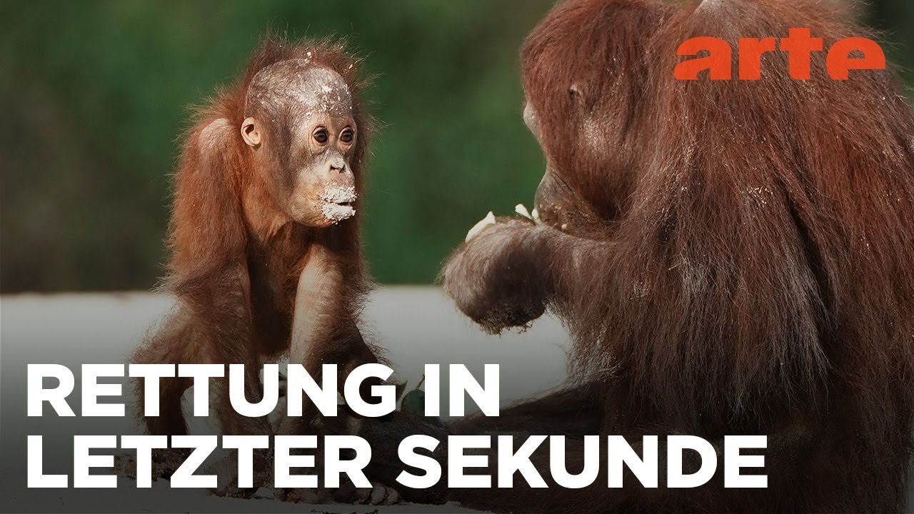 Borneo, wo junge Orang-Utans leben lernen | 360° Reportage | ARTE Fernweh