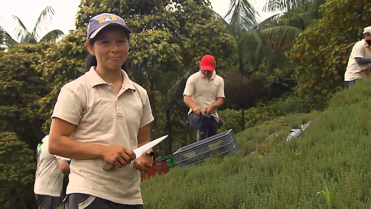 Territorio Verde: Panela, condimentos y peces en Cocorná - 9 de septiembre