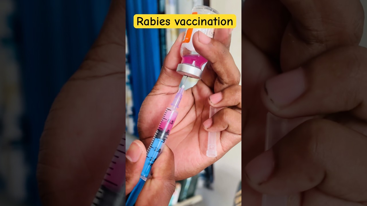 rabies vaccination || rabies vaccine || #rabies #dog #rabiesvaccine