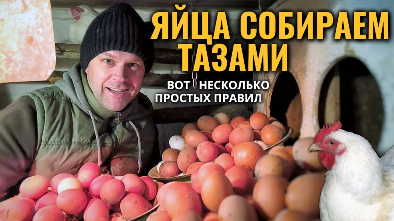 Собираем ЯЙЦА ТАЗАМИ - как увеличить яйценоскость кур зимой без крупных вложений в курятник