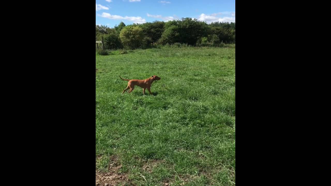 Vizsla pointing partridge