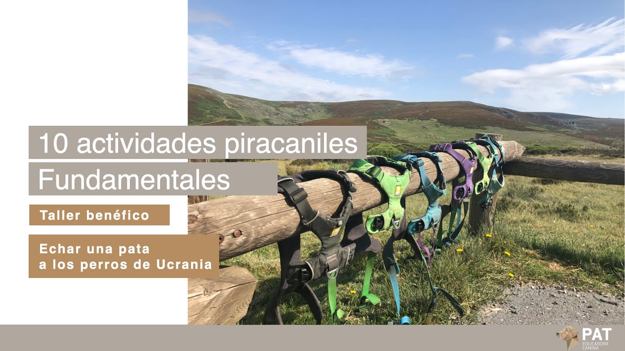 Los fundamentos para un perro feliz- .TALLER BENÉFICO- ECHAR UNA PATA A LOS PERROS DE UCRANIA