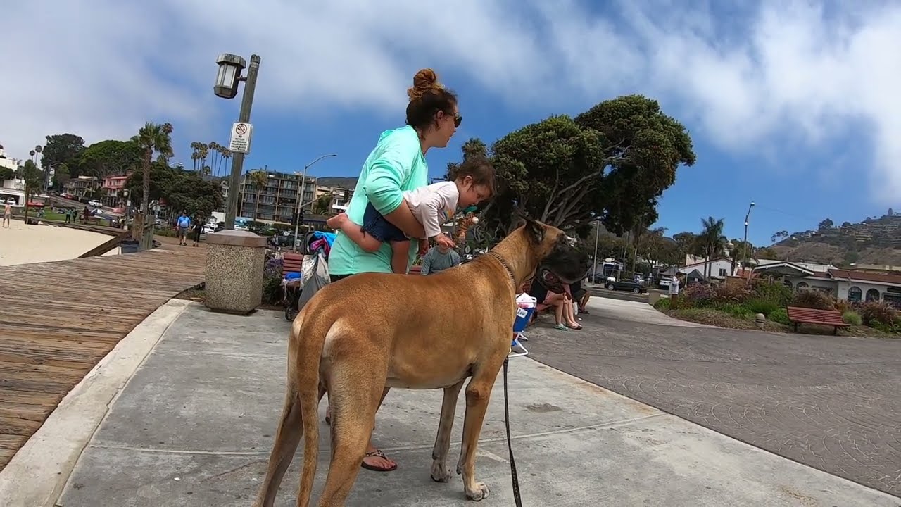 Cash 2.0 Great Dane at Laguna Beach 3
