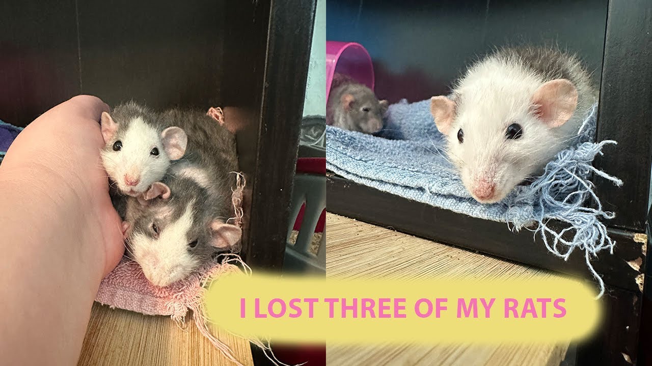 I Lost Three of My Rats