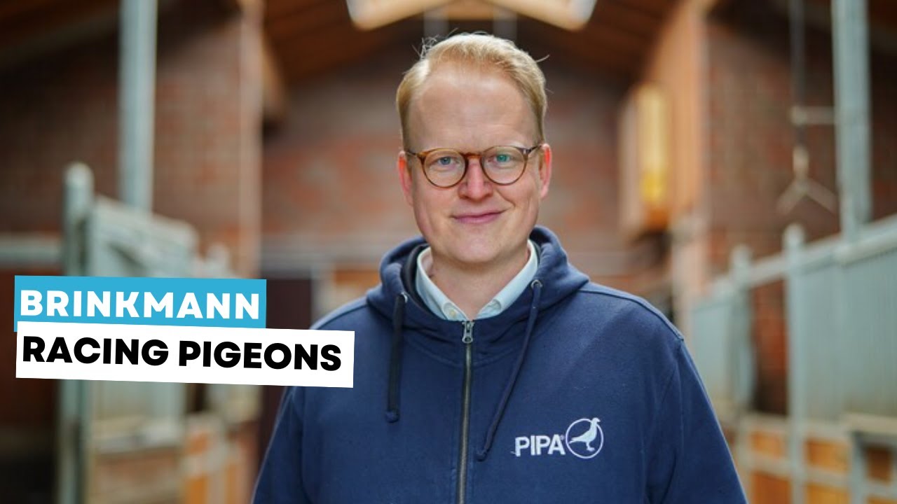 Brinkmann Racing Pigeons: One Loft Race success!