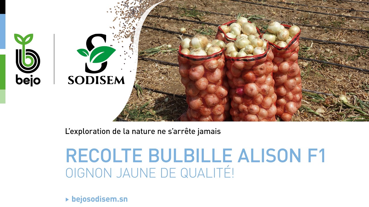 🌱 Récolte de bulbilles d’oignon Alison 🌱