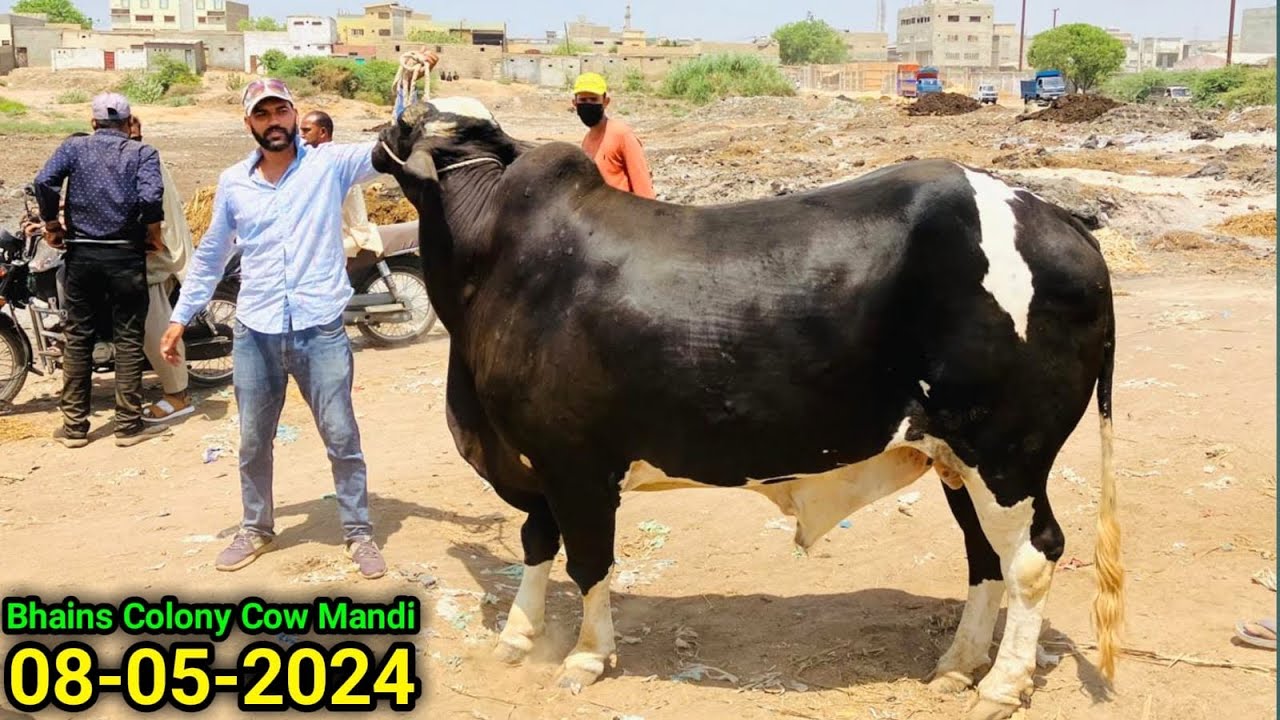 Bhains Colony Mandi Karachi Cattle Update 08-05-2024 | BIG GIANT Bull 😱 12 Man Meet | Cow Mandi 2024