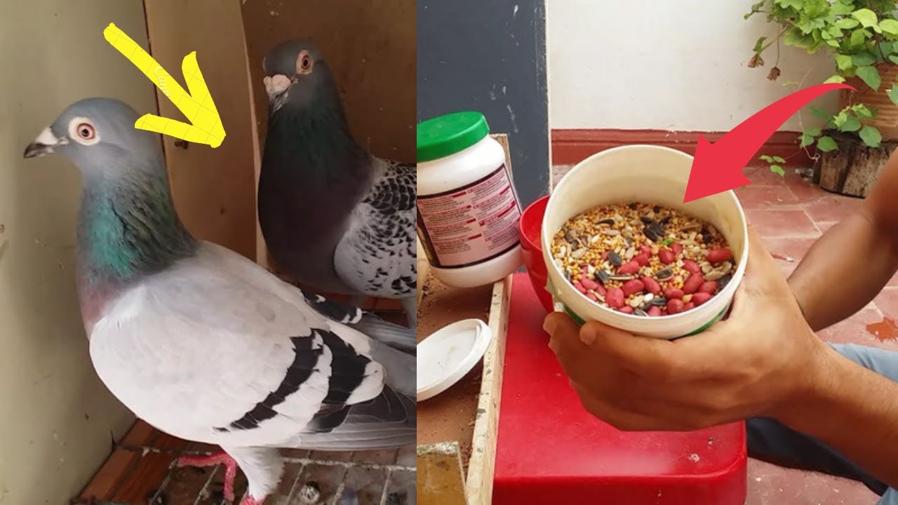 ولازلنا في مرحلة تغيير الريش وكل ما يحتاجه الحمام في هذه الفترة(فرجة ممتعة)😓