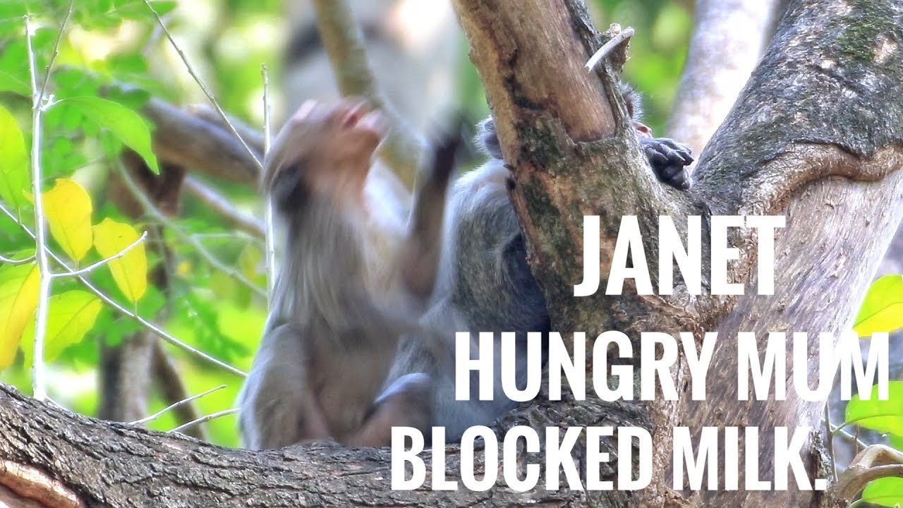 Janet monkey cry loudly Hungkry mum jane block her milk l Jane feeding same before l Paje Monkeys.