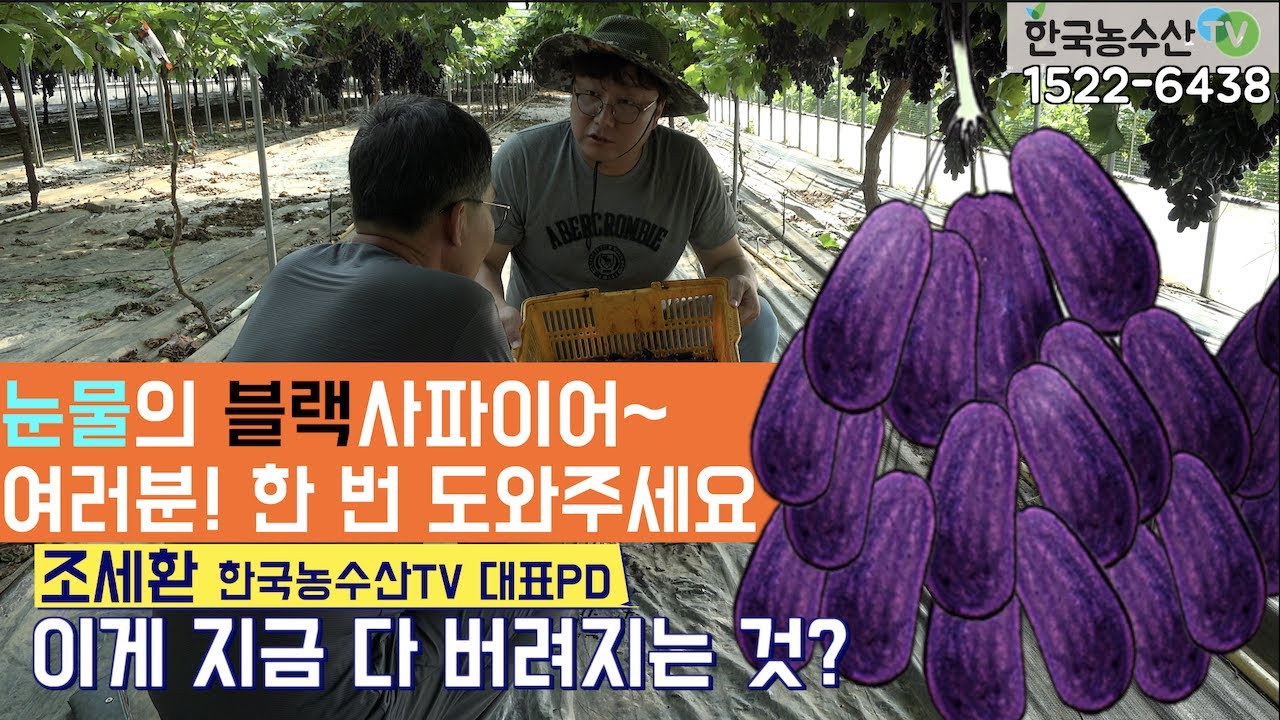 [한국농수산TV] 눈물의 블랙사파이어 포도!! 여러분 한 번 도와주세요~~ 한국농수산TV 밴드가입 아래쪽 ~