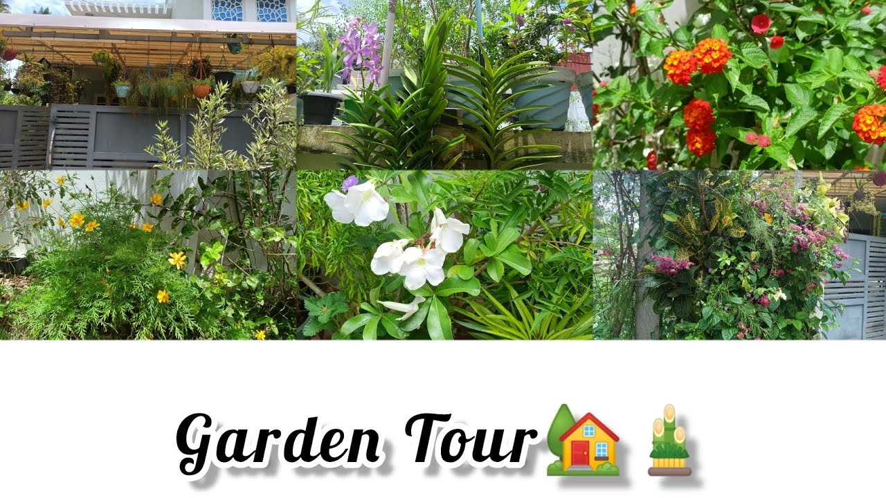 വളരെ മനോഹരമായ ചെടി വീട് കാണാം🏡Garden Tour vlog🏡#youtube#gardentour#vlog#likeandsubscribe