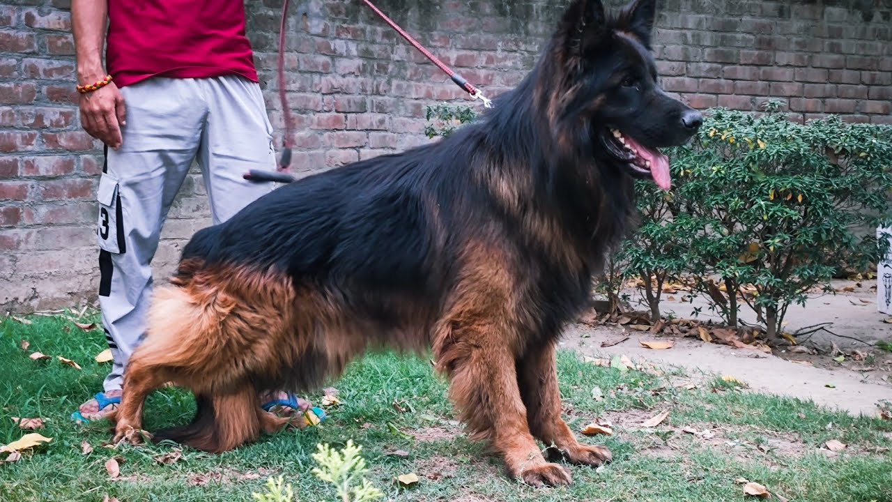 11 लाख के Import German Shepherd Dog By Sumit Kamboj  se अपनी Million की matting successfully Done 🥰