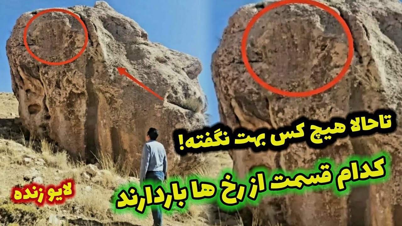 کدام قسمت های رخ باردارند؟