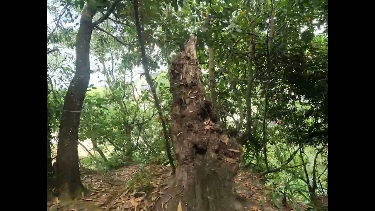 BEKAS KUBU PAHLAWAN MAT SALLEH INANAM PART 1