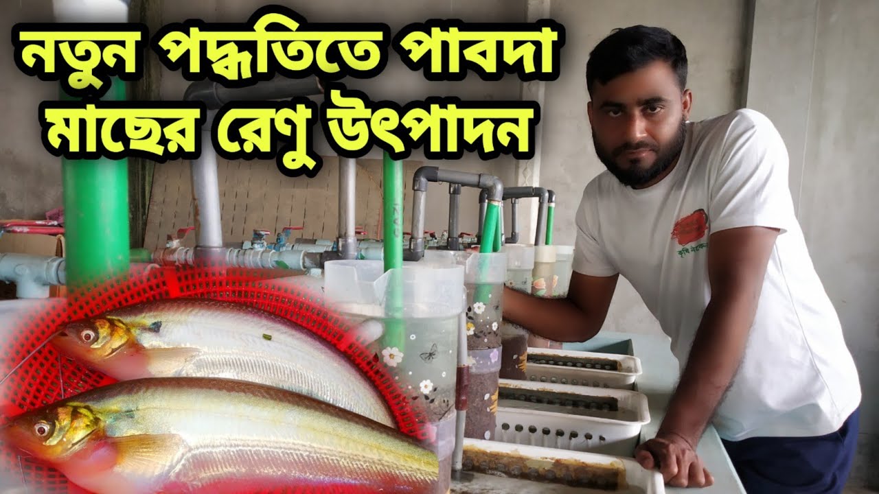 হ্যাচিং জার এর মাধ্যমে পাবদা মাছের রেণু উৎপাদন | Produce Pabda Renu With Hatching Jar