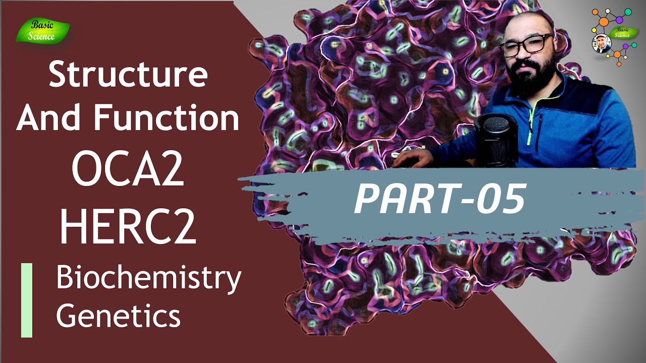 HERC2 and OCA2 | Structure and Function | UniProt | PDB | PyMOL | Eye Color | Basic Science Series