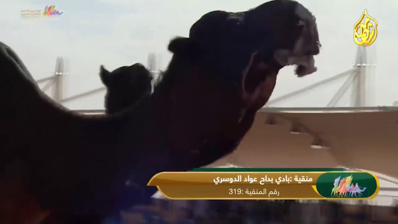 استعراض منقية بادي بداح الدوسري فئة ال 20 - مجاهيم