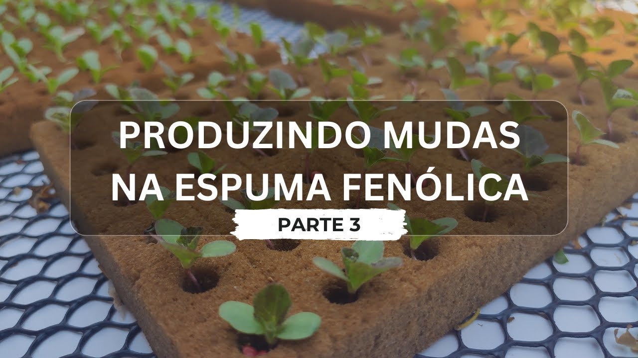 Como produzir mudas na espuma fenólica (Parte 3) - Hidroponia