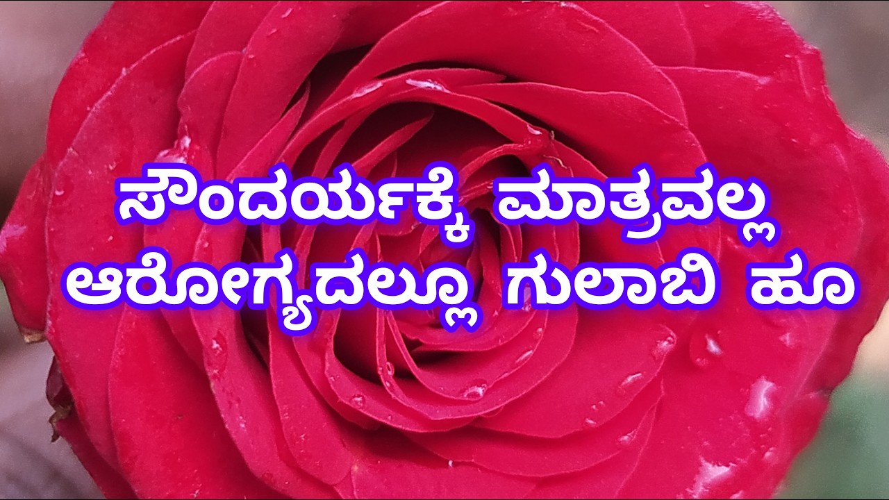 ಹೂವುಗಳ ರಾಣಿ ಗುಲಾಬಿಯ ಸಮೃದ್ಧವಾದ ಔಷಧೀಯ ಗುಣ