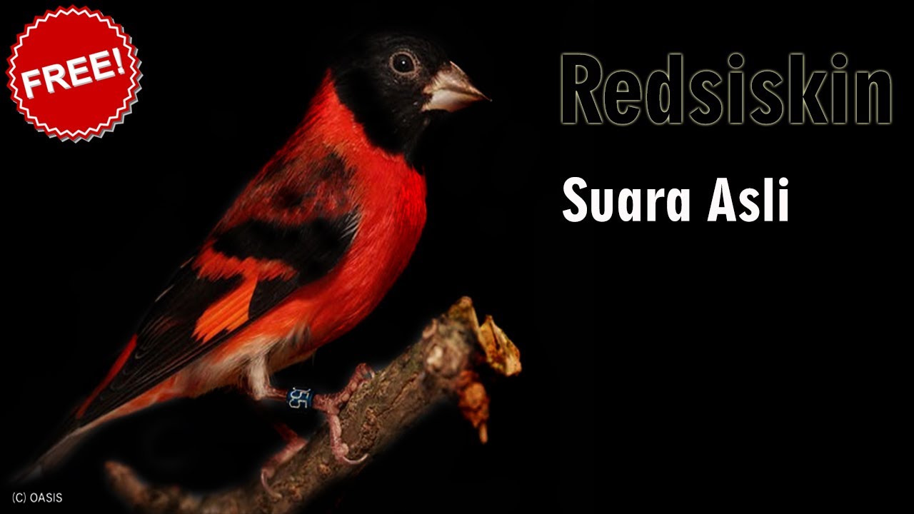 Redsiskin Masteran Roll Speed mewah !