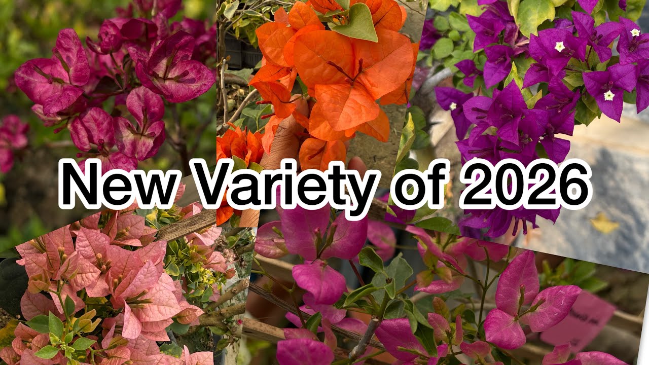 Some New Bougainville Plant