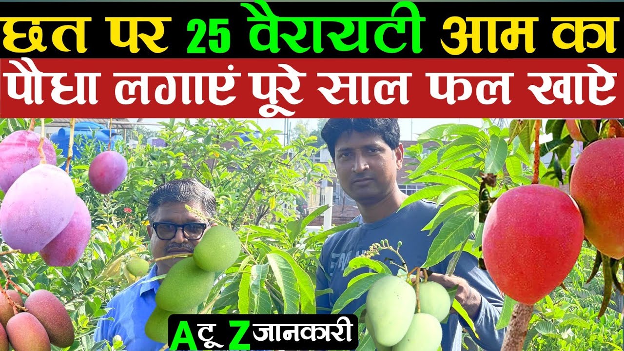 छत पर 25 ट्रेडिंग वैरायटी आम वाले पौधे गमले में लगाएं | 25 Mango Plant On Terrace Garden In Pot