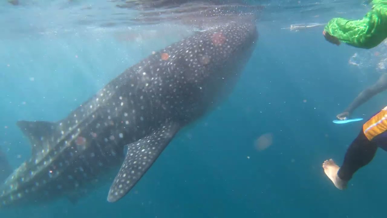ASMR tiburón ballena en FILIPINAS