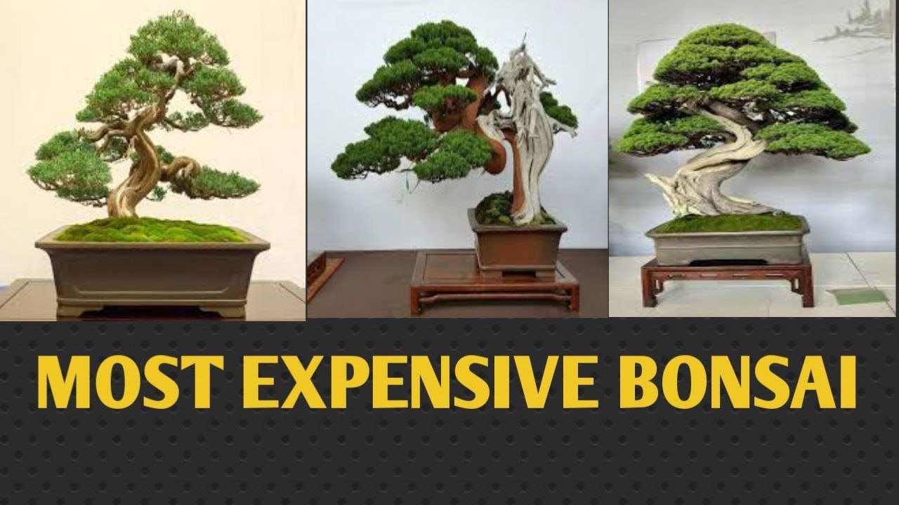 Top 15 Most Expensive Bonsai in the World