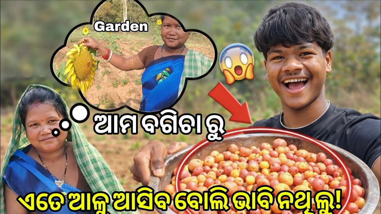 ମାଆଙ୍କ ସହ ଆମ ବଗିଚାର ଆଳୁ ତୋଳା 🌱🥔 | Odisha Village Life Vlog #sambalpurivlog 