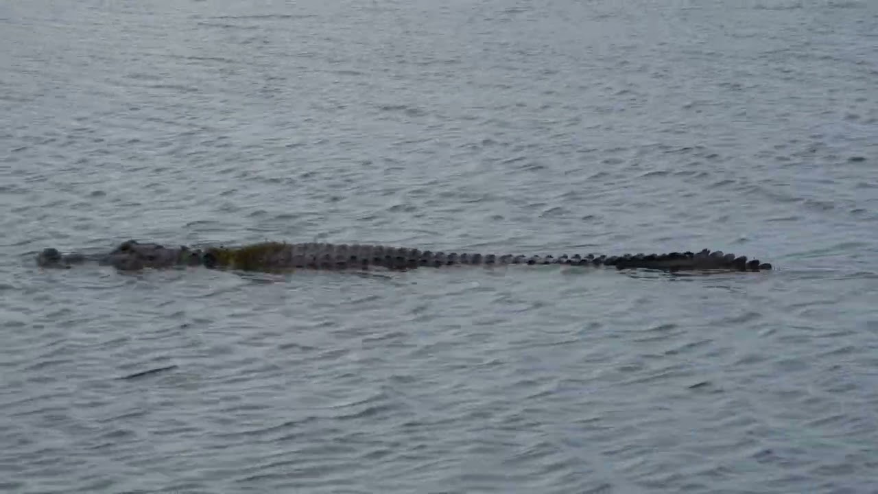 Orlando wetlands park