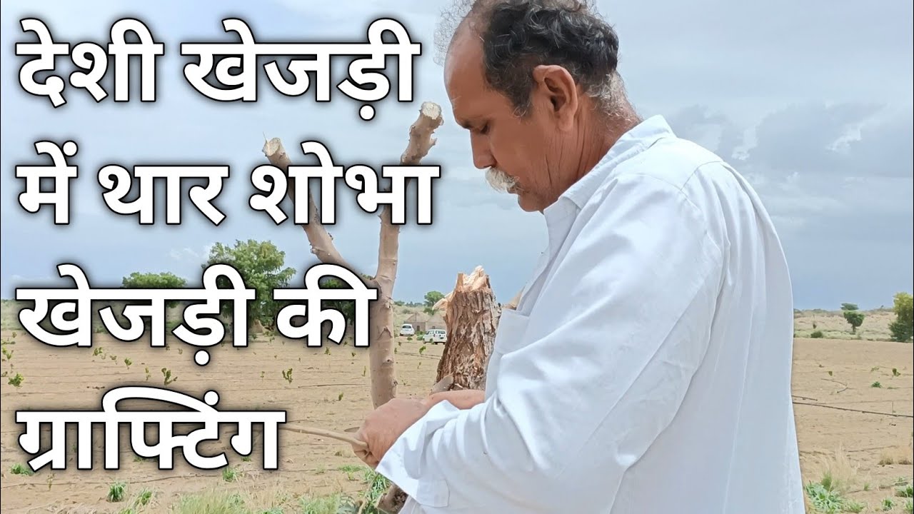 खेजड़ी की ग्राफ्टिंग।थार शोभा खेजड़ी।थार शोभा खेजड़ी की ग्राफ्टिंग केसे करे।thar sobha khejri graft