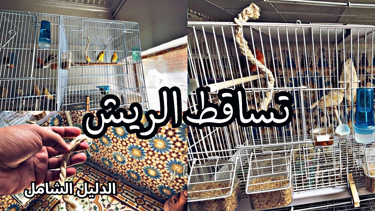 تغيير ريش الكناري