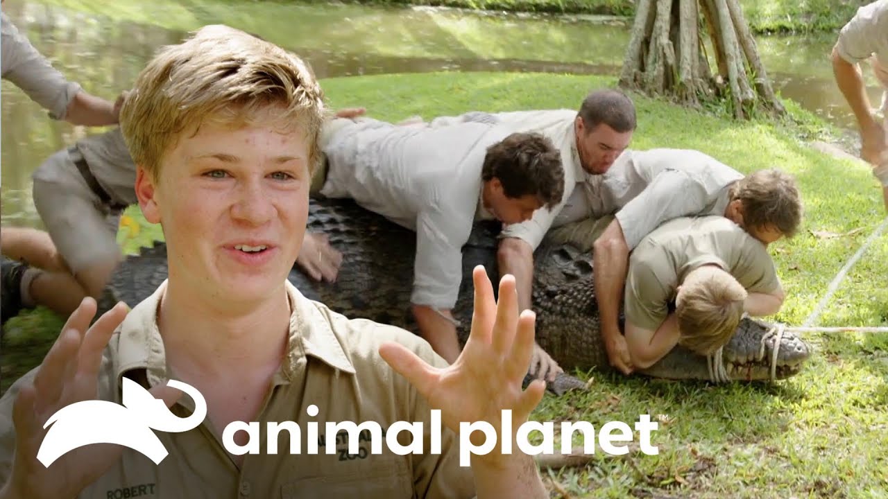 Equipe imobiliza um crocodilo enorme | A Família Irwin | Animal Planet Brasil