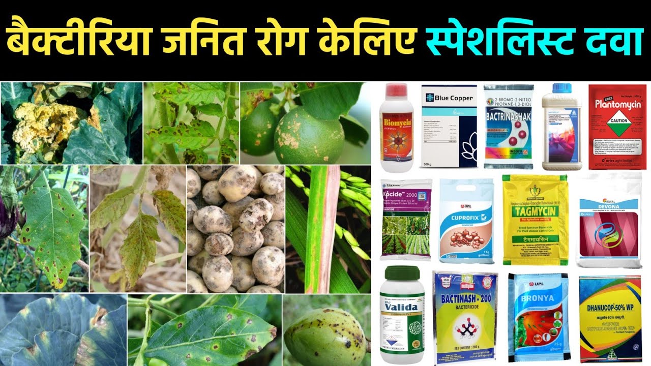 बैक्टीरिया जनित रोगों केलिए स्पेशलिस्ट दवा | Best Bacteriacide for Bacterial disease