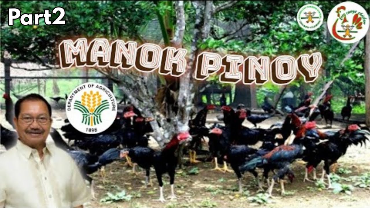Part2 Philippine free range chicken guide for beginners | free range chicken farming Philippines
