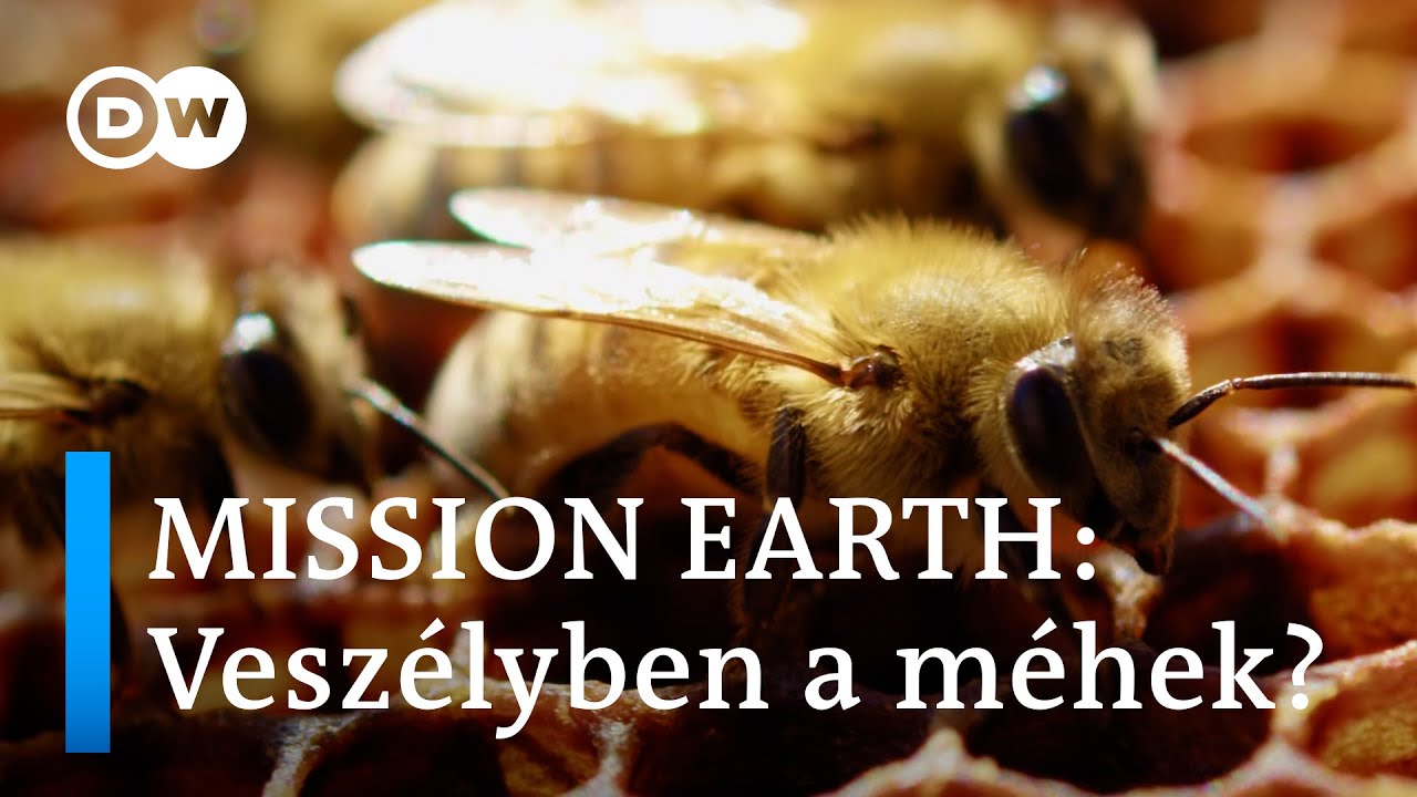 Miért a rossz méheket mentjük? | Problémák a házi méhekkel