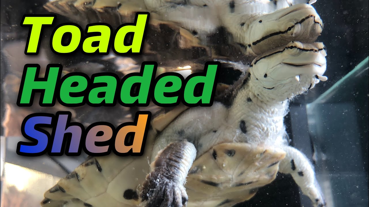 My toad headed turtle shed tons of skin!(Phrynops Hilarii#3)other turtles,tortoises bask shells too