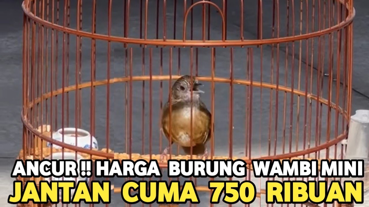TURUN DRASTIS HARGA WAMBI JANTAN DARI 750 RIBUAN DI PASAR BURUNG PRAMUKA !!!