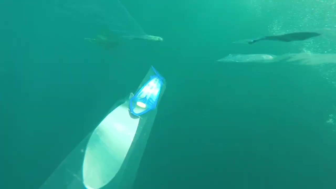 Two marlin come to the dredge cam ! - Bermagui Fishing - Head Hunter Charters - hookup seconds later