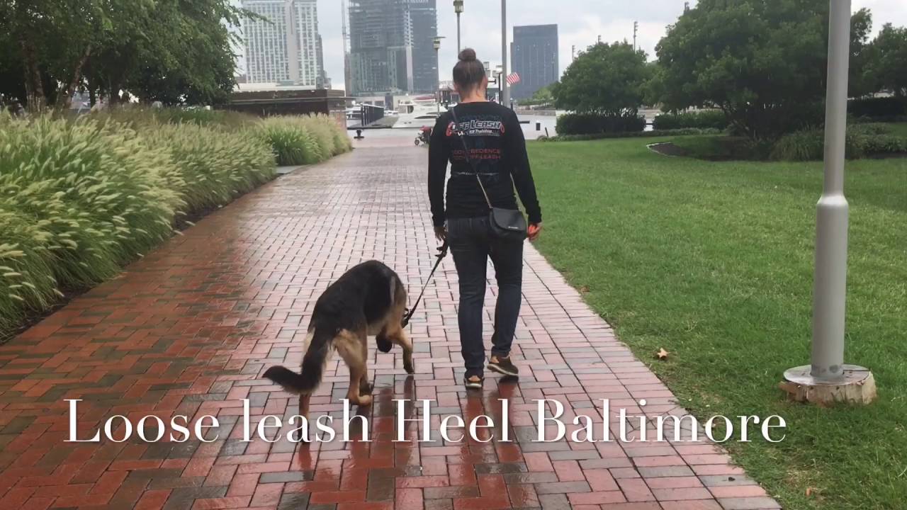 1-Year Old German Shepherd, Justice!  The Best German Shepherd Training In Virginia!