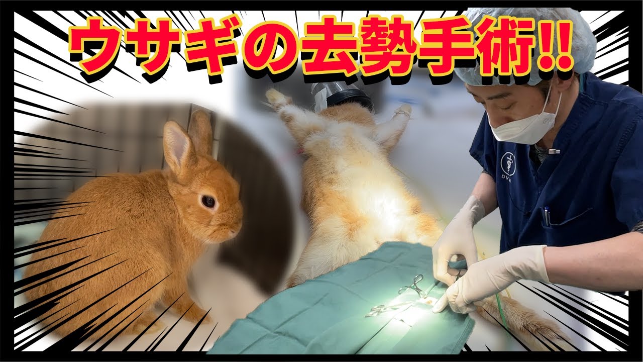 ウサギの去勢手術について　モザイクあり #手術 #オス #うさぎ #麻酔 #去勢 #三ツ池動物病院チャンネル #ぶんざ動物病院 #読売テレビニュース #日テレNEWS #PECOチャンネル
