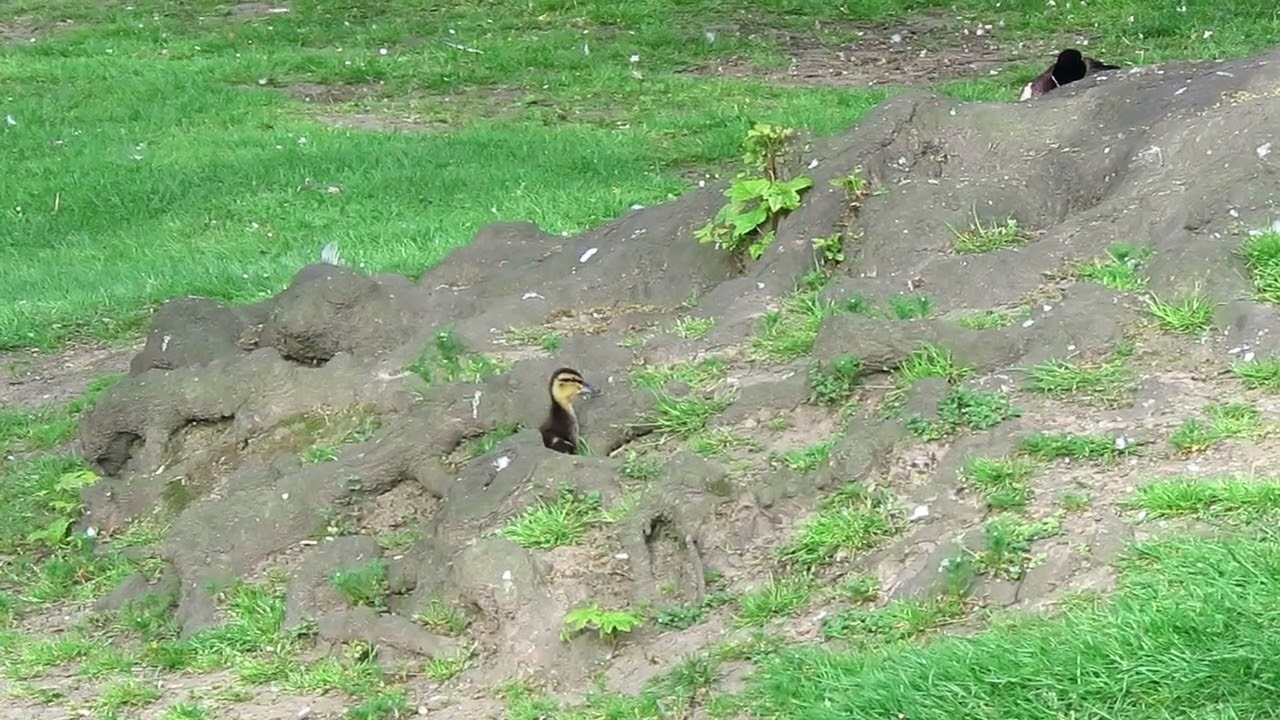 Mallard duck rejects and chases a duckling smaller than her own.