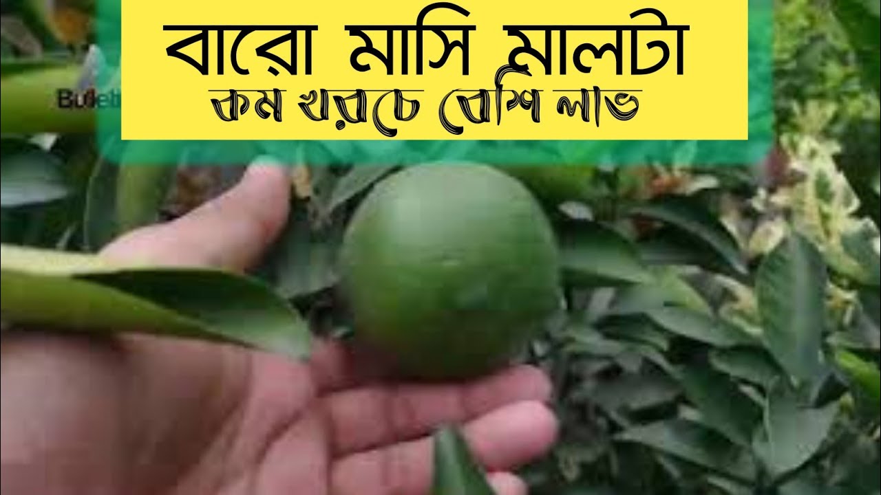 malta gach / malta gaser dam / malta fol / agro bulletin bangla