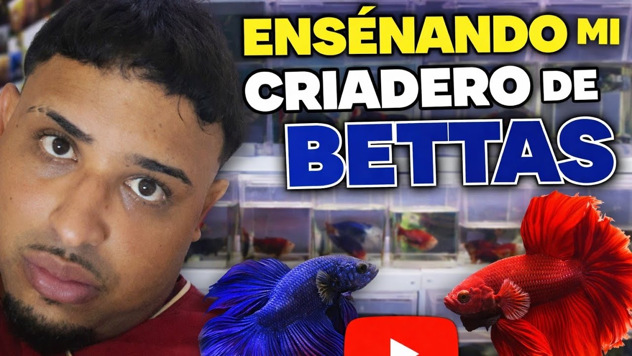 En Señando Mi Criadero y Hablando Un Poco Con Ustedes #bettas #bettasdepelear 